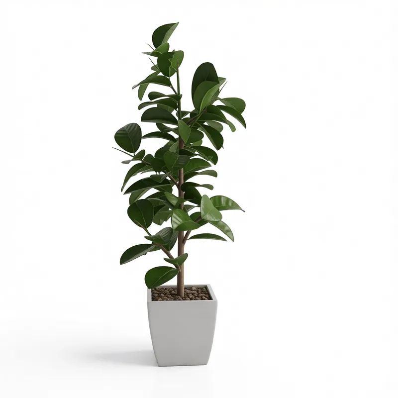 光沢のある葉と白いプランターを備えたリアルな3D鉢植えフィカス植物モデル、SketchUp建築ビジュアライゼーションプロジェクト用