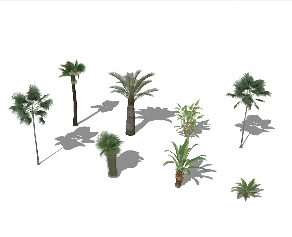 Tropical palm trees SketchUp model rendering with diverse leaf shapes and long shadows, ideal for architectural visualization and landscape design projects